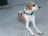 Millie the Italian Greyhound