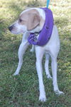 Millie the Italian Greyhound