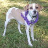 Millie the Italian Greyhound