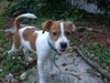 Orville the Italian Greyhound