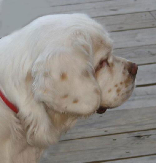 Oliver the Clumber Spaniel