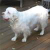 Oliver the Clumber Spaniel