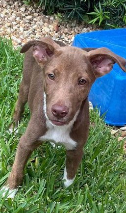 Kono *THE PLAYFUL PUPPY*