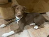 Kono *THE PLAYFUL PUPPY*
