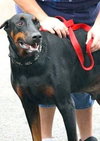 Ranger