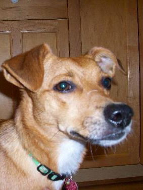 Beba the Chihuahua