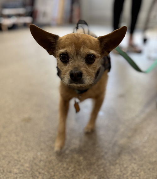Chalupa Batman