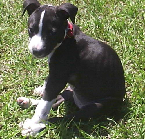Peanut