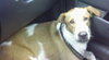Taxi the Lab