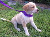 Taxi the Lab