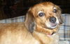 Ginger the Cavalier King Charles Spaniel