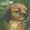 Ginger the Cavalier King Charles Spaniel