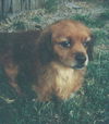 Ginger the Cavalier King Charles Spaniel