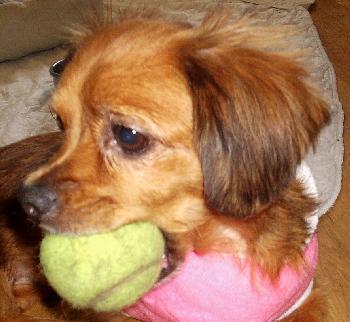 Ginger the Cavalier King Charles Spaniel