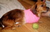 Ginger the Cavalier King Charles Spaniel