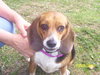 Rogue Mama the Beagle