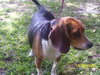 Rogue Mama the Beagle