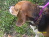 Rogue Mama the Beagle