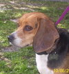 Rogue Mama the Beagle