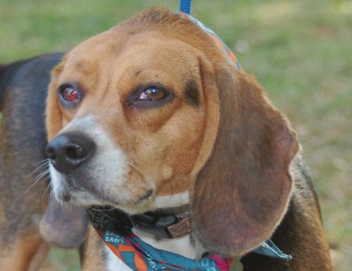 Rogue Mama the Beagle