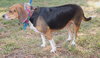 Rogue Mama the Beagle