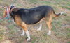 Rogue Mama the Beagle