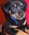 Little Joe (L.J.) the Rottie Puppy
