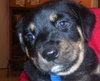 Little Joe (L.J.) the Rottie Puppy