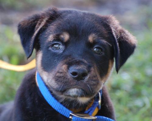 Little Joe (L.J.) the Rottie Puppy
