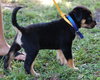 Little Joe (L.J.) the Rottie Puppy