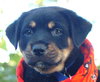 Little Joe (L.J.) the Rottie Puppy