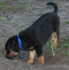 Little Joe (L.J.) the Rottie Puppy