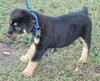 Little Joe (L.J.) the Rottie Puppy