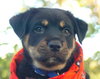 Little Joe (L.J.) the Rottie Puppy