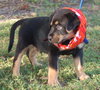 Little Joe (L.J.) the Rottie Puppy