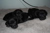 Winkin the Lab Puppy