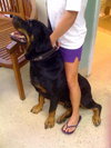 Harley the Rottie
