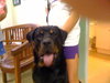 Harley the Rottie