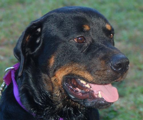 Harley the Rottie