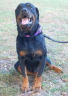 Harley the Rottie