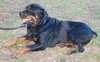 Harley the Rottie