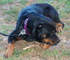 Harley the Rottie