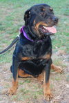 Harley the Rottie