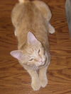 Tango the Orange Kitty