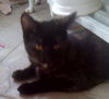 Annebelle the Golden-Eyed Tortie