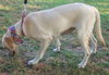 Bella the Yellow Lab