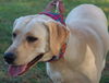 Bella the Yellow Lab