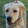 Bella the Yellow Lab