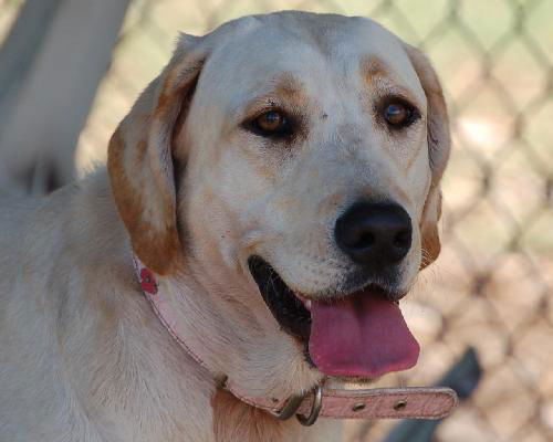 Maddie the Yellow Lab