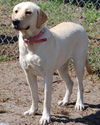 Maddie the Yellow Lab